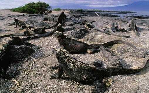 Naturparadiese am Äquator 
 Borneo und Sumatra