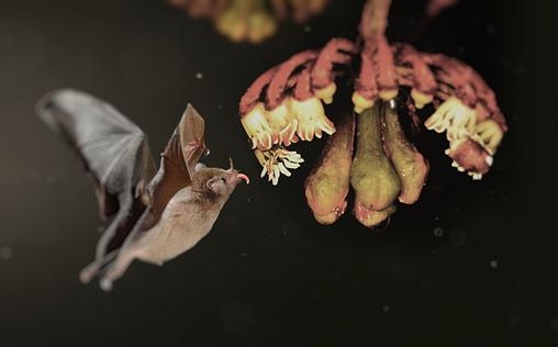 Terra X 
 Expedition in den Regenwald