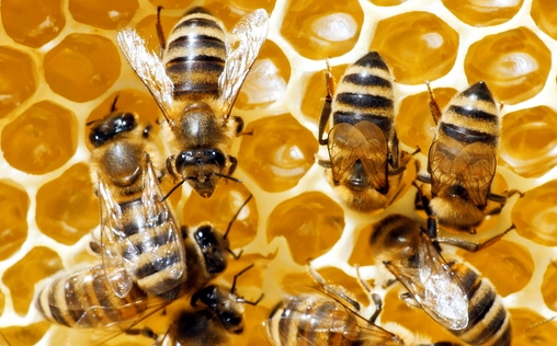Tierische Überflieger 
 Tempomacher