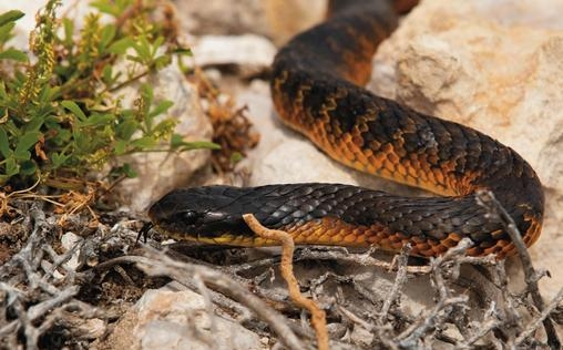Die Schlangeninsel - Australiens Todeszone 
 Australiens Todeszone