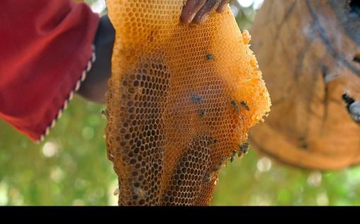 Die Bienenflüsterer 
 Kenia: die Biene, die Yaaku und der Vogel