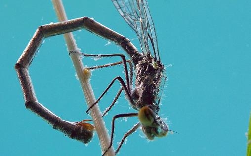 Der unsichtbare Fluss - unter Wasser zwischen Schwarzwald und Vogesen 
 Unter Wasser zwischen Schwarzwald und Vogesen