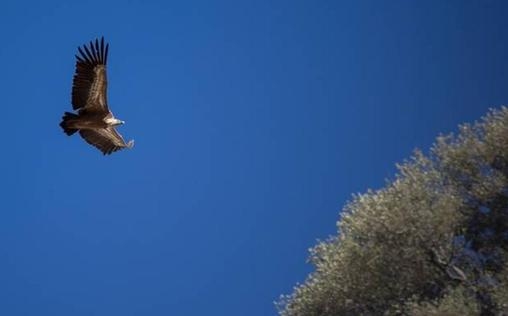 natur exclusiv 
 Das andere Spanien - Im Reich der Vögel