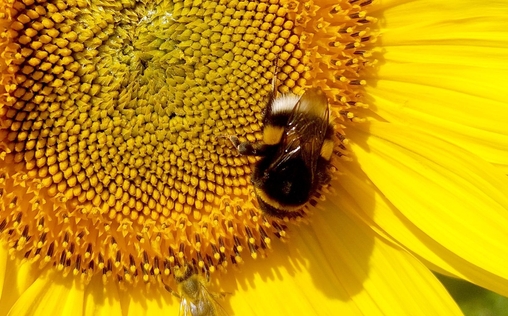 Die Nordreportage 
 Gelbes Gold - Ein Landwirt setzt auf Sonnenblumen