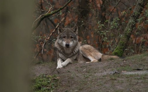 Das Märchen vom guten Bösen Wolf 
 Die Wölfe sind zurück. Nicht nur in Deutschland, i...