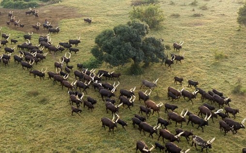Afrika von oben 
 Uganda
