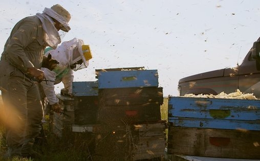 Die Bienenflüsterer 
 Italien: Siziliens Dunkle Biene