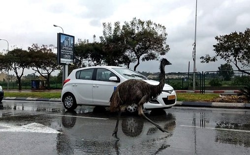 Dashcam - Die schlimmsten Autofahrer der Welt 
 Abgefahren - Die spektakulärsten Dashcam Clips (3.2)