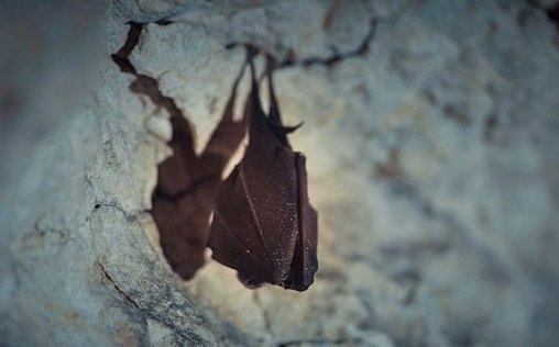 Wilde Welten 
 Fledermäuse, die Wächterinnen des Waldes