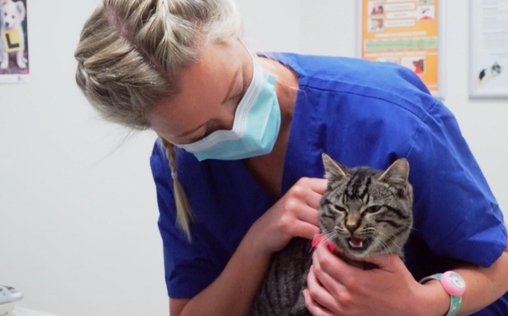 Australiens Tierrettung - Einsatz am Bondi Beach 
 Zähne wie ein Hai