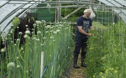 Irischer Kompass 
 Grüner Süden