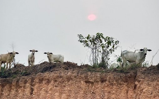 Abenteuer Brasilien - Ein Land wie ein Kontinent 
 Von Santarém bis Cuiabá, die Kornkammer Südamerikas