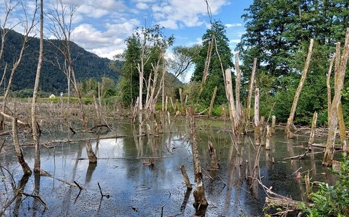 Erlebnis Österreich 
 Das Bleistätter Moor - Vom Moor zum Ackerboden zum Moor