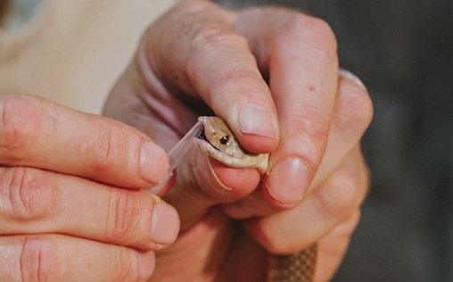Die Schlangenfängerin - Gefahr Down Under 
 Tödliches Gift