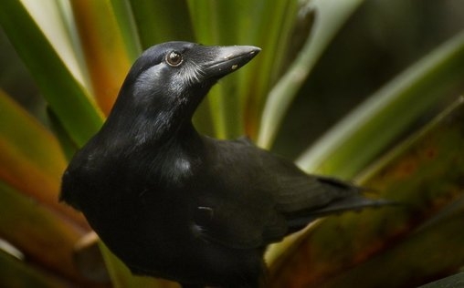 natur exclusiv 
 Superhirn im Federkleid - Kluge Vögel im Duell