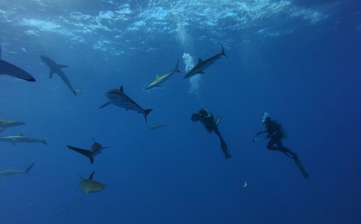 Angriff der Haie 
 Jahrzehntelang haben Schwärme von Riesenthunfische...