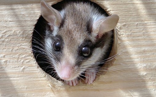 natur exclusiv 
 Soko Gartenschläfer