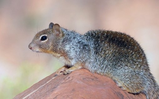 Phänomenale Natur 
 Grand Canyon, bedrohtes Naturerbe