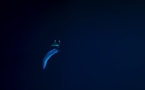 Der Blaue Planet 
 Leuchtende Tiefsee