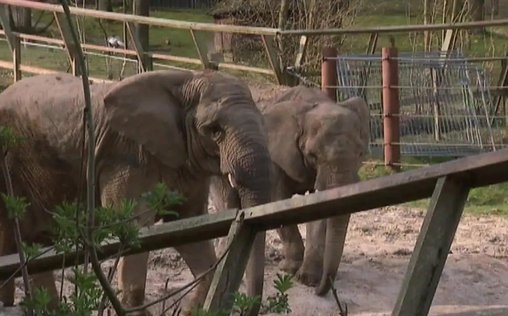 Giraffe, Erdmännchen & Co. 
 Ein bisschen schwanger