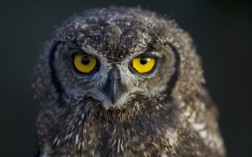 Legenden der Lüfte 
 Leben am Limit