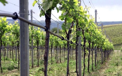 Die wunderbare Welt der Weine 
 Deutschland - Herausforderung Klimawandel