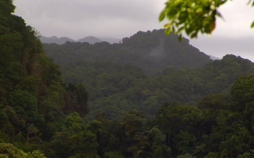 Meine Frau, die Wildnis und ich 
 Im Regenwald Dominicas