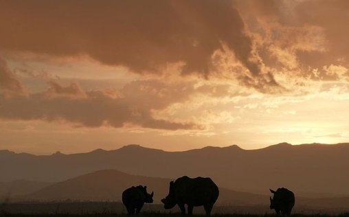 Nashörner - Mit Herz und Horn 
 Es ist eine geheimnisvolle Welt von Riesen, die se...