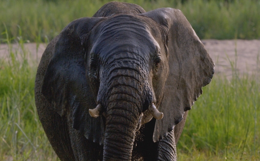 Faszination Afrika 
 Tiere im Mala Mala-Reservat