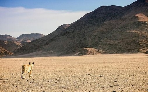 Wüstenkönige - Die Löwen der Namib 
 Am Rande der Namib-Wüste erschließen Rinderhirten ...