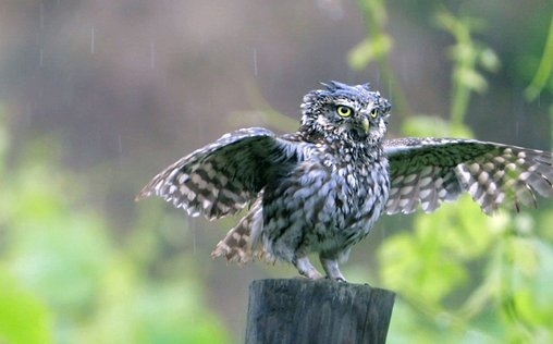Expeditionen ins Tierreich 
 Am Fuße der Berge
