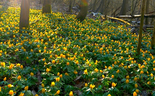 Der Grunewald - Ein Jahr unter Bäumen 
 Dokumentation Der Grunewald ist nicht der größte W...