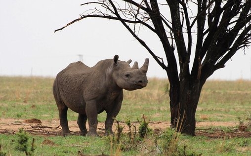 Krieg im Busch - Kampf um Afrikas Nashörner 
 Kampf um Afrikas Nashörner