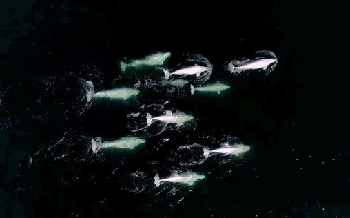 Kultur im Tierreich 
 Best-of