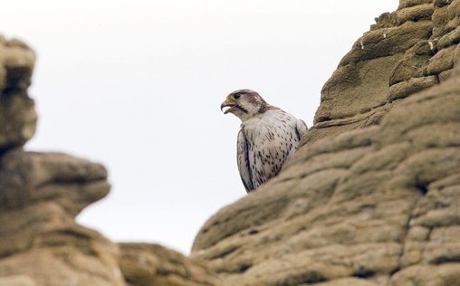 Die Prärie - Rückkehr der Wildnis 
 Rückkehr der Wildnis