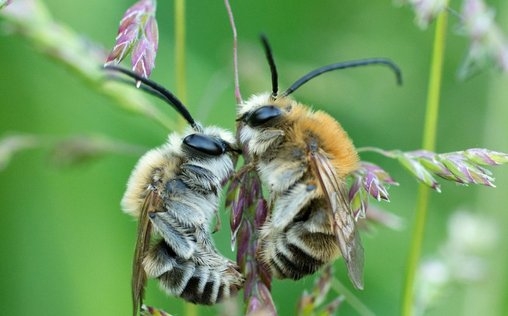 natur exclusiv 
 Biene Majas wilde Schwestern