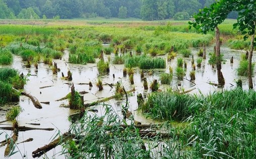 Die rbb Reporter 
 Das Moor-Dilemma – Zwischen Kühen und Klimaschutz